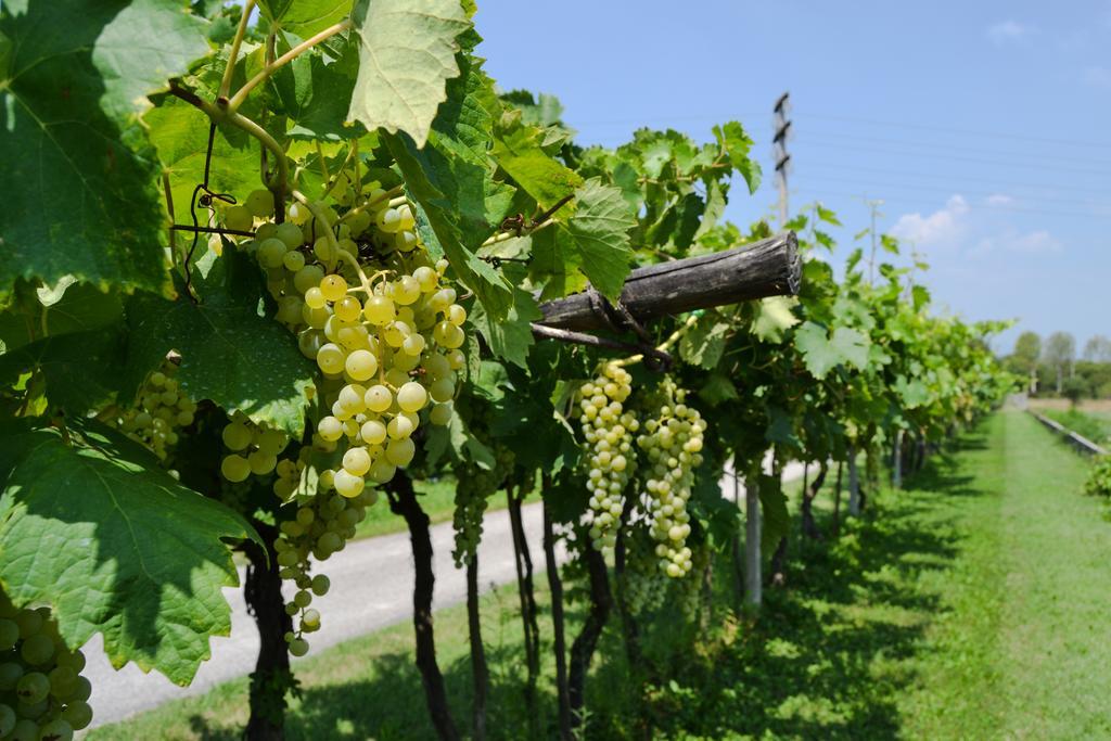 Agriturismo Ca' La Pergola Lugagnano Exteriér fotografie